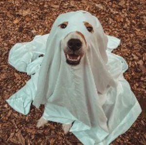 Meet your Posher, Ella